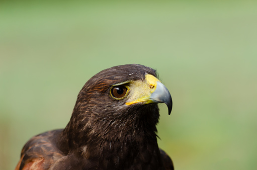 Portrait of a harris hawk, Parabuteo Unicinctus