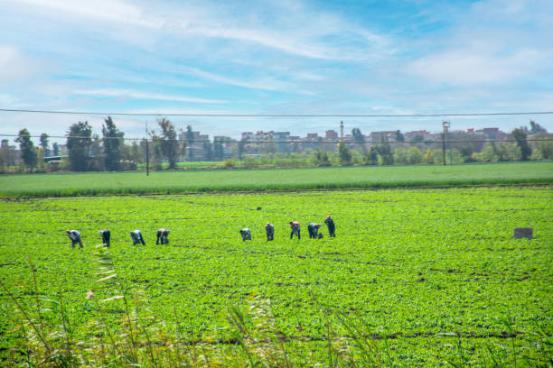 Farmers in Agriculture field, Damanhour, Egypt
