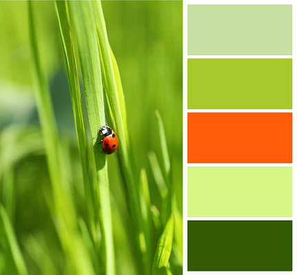 Color palette appropriate to photo of tiny ladybug on green grass outdoors, closeup