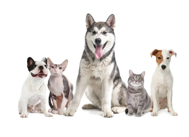 istock Cute dogs and cats on white background 1719263402