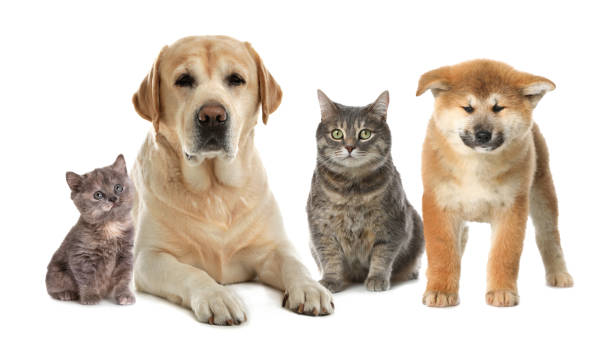istock Cute dogs and cats on white background 1719263408