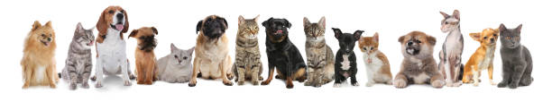 istock Cute dogs and cats on white background. Banner design 1719263436