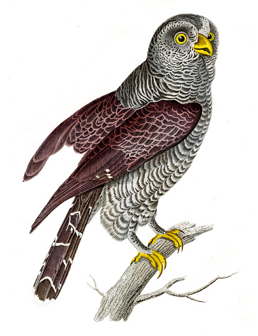 Buzzard, bird of prey, hand-colored from 