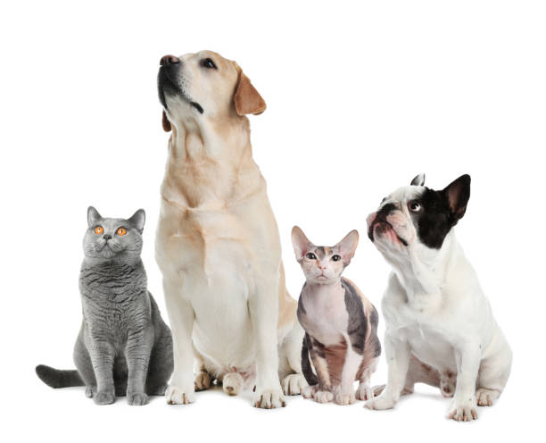 istock Cute dogs and cats on white background 1719263972