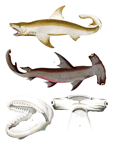 Sharks, Hammerhead Jaws hand-colored from 
