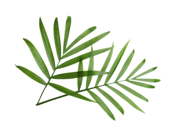 istock Beautiful green coconut leaves on white background 1719266781