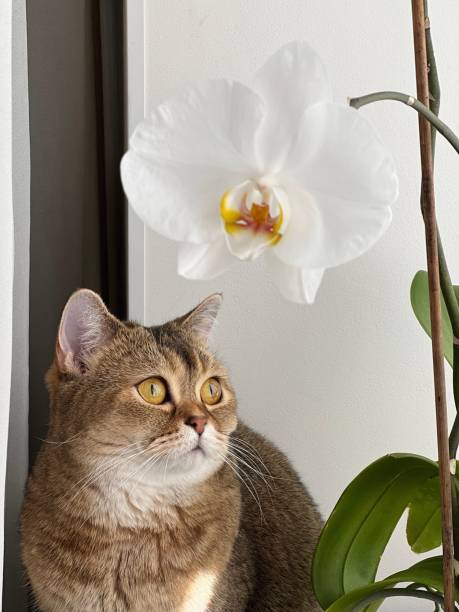 istock Cute cat and white orchid flower 1719271151
