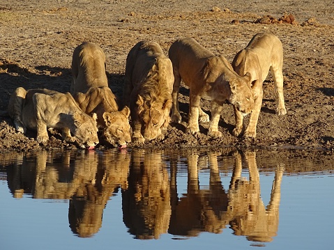 Part of The Marsh Pride of over 20 lions known for their ability to hunt elephants. Drinking at sunset which provided excellent light conditions for the picture.