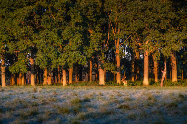 Fallow Deer with large antlers standing at forest treeline illuminated by sunrise, Dublin city, Pheonix Park, Ireland