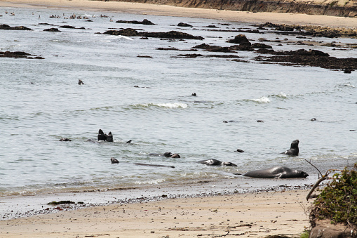 Ano Nuevo State Reserve, approx. 55 miles south of San Francisco, is a state park in California, which contains a diversity of plant communities and colonies of elephant seals, sea lions and sea otters.