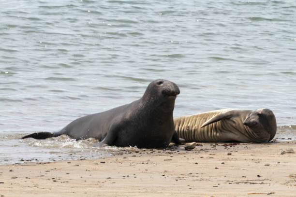 Ano Nuevo State Reserve, approx. 55 miles south of San Francisco, is a state park in California, which contains a diversity of plant communities and colonies of elephant seals, sea lions and sea otters.