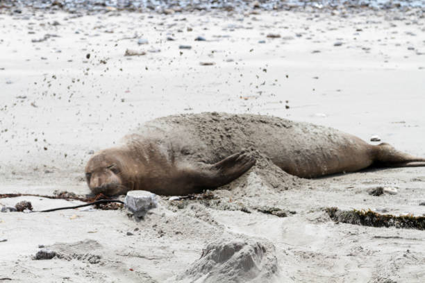 istock Ano Nuevo State Park, California, USA 1719289434