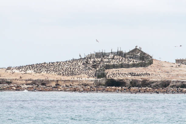 Ano Nuevo State Reserve, approx. 55 miles south of San Francisco, is a state park in California, which contains a diversity of plant communities and colonies of elephant seals, sea lions and sea otters.
