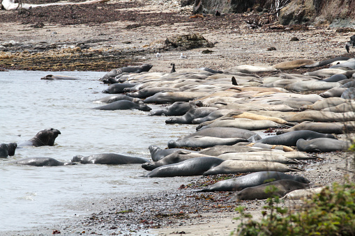 Ano Nuevo State Reserve, approx. 55 miles south of San Francisco, is a state park in California, which contains a diversity of plant communities and colonies of elephant seals, sea lions and sea otters.