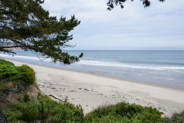 istock Ano Nuevo State Park, California, USA 1719289990