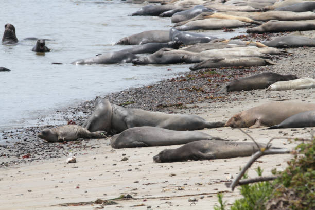 Ano Nuevo State Reserve, approx. 55 miles south of San Francisco, is a state park in California, which contains a diversity of plant communities and colonies of elephant seals, sea lions and sea otters.