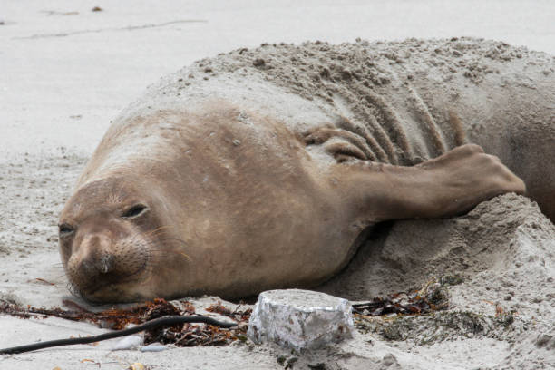 istock Ano Nuevo State Park, California, USA 1719292757