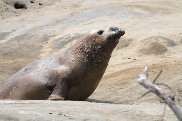 istock Ano Nuevo State Park, California, USA 1719292780
