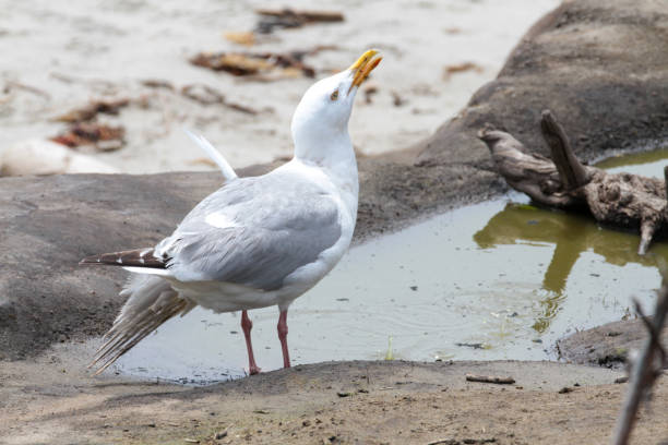 istock Ano Nuevo State Park, California, USA 1719293304