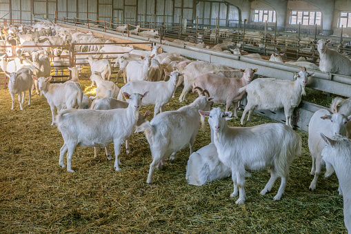 White goats in goat house building. Livestock farming for goat milk dairy products.