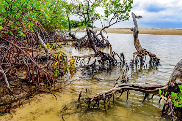 istock Mangrove vegetation on Pe de Serra beach 1719296442
