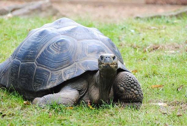 istock Galapagos giant Tortoise Raising Head 1719306088