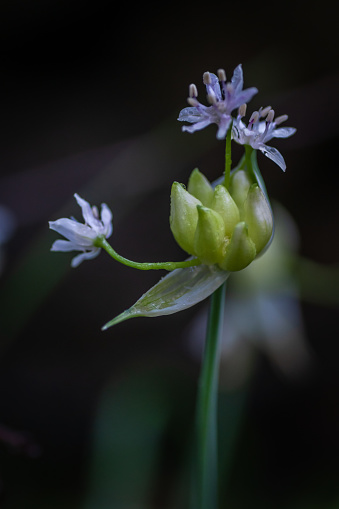 Wildflowers and native plants bursting in to blooms everywhere during spring season in Texas.