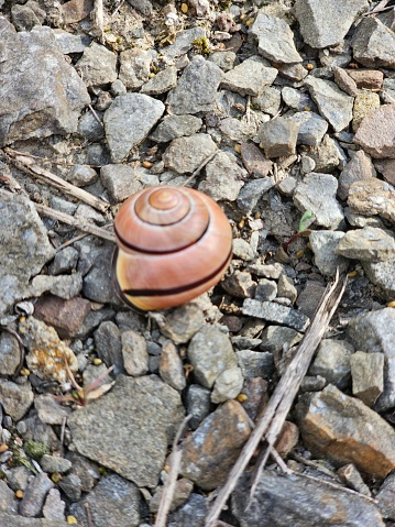 Snail on the rock after rain, Quebec
