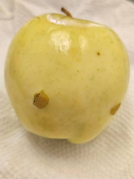 収穫後の黄青リンゴケベック - macintosh apples 写真 ストックフォトと画像