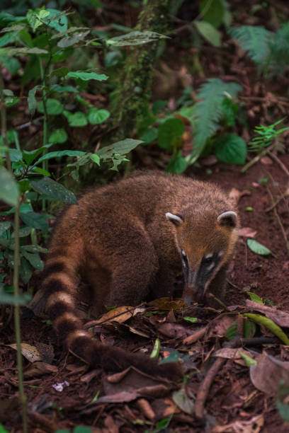 istock Beautiful animal in argentina's national park 1719325400