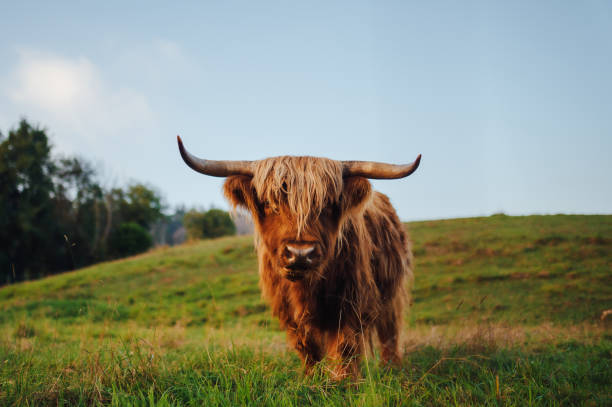 istock Scottish highland cow 1719336161