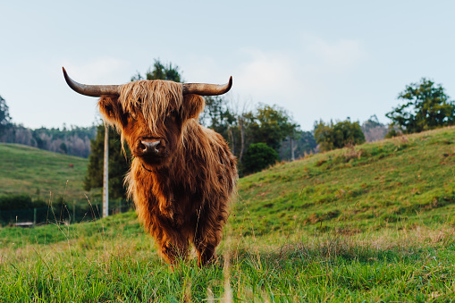 portrait of scottish highland cow looking at camera in a field. farm animal