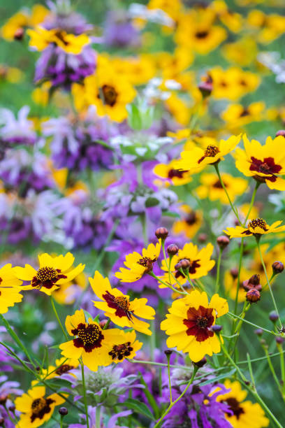 istock Wildflowers in Texas spring season 1719344066