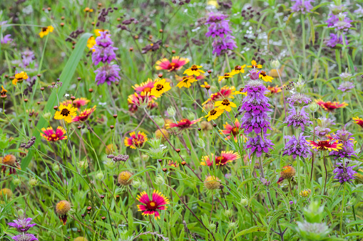 Wildflowers bursting with blooms everywhere during the spring season in Texas