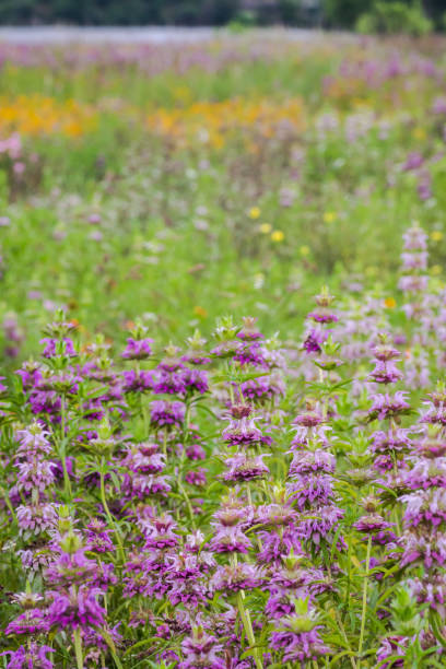 istock Wildflowers in Texas spring season 1719344069