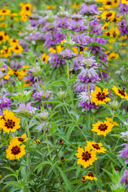 istock Wildflowers in Texas spring season 1719344070