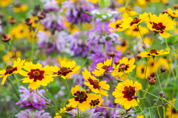 Wildflowers in Texas spring season