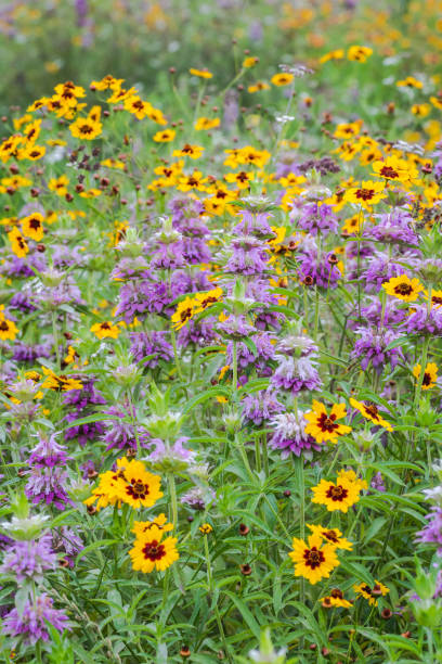 istock Wildflowers in Texas spring season 1719344078