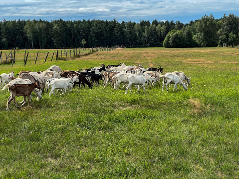 A herd of a dozen or so goats running across the pasture.