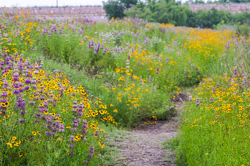 Wildflowers bursting with blooms everywhere during the spring season in Texas