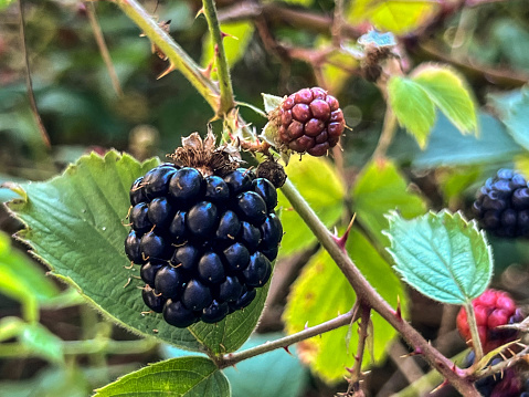 Wild blackberries on bushes, some ripe and some ripening or dry, close-up.