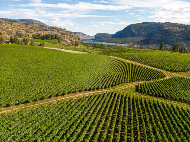 istock Okanagan Falls Valley British Columbia Winery Vineyard Landscape 1719354841