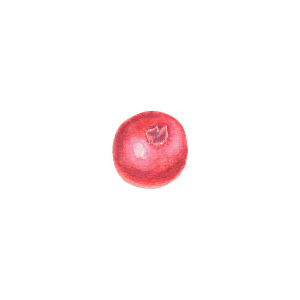 ilustrações, clipart, desenhos animados e ícones de aquarela cranberry, conberry lingonberry ilustração isolada no fundo branco. fruta de outono para logotipo, cardápio, cartaz, estampa. arte para design. alimentação saudável - healthy eating summer berry branch