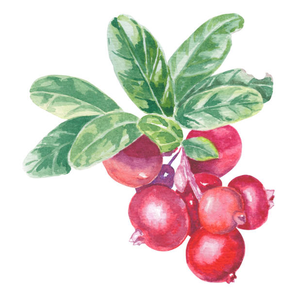 ilustrações, clipart, desenhos animados e ícones de aquarela cranberry, conberry lingonberry com folhas ilustração isolada no fundo branco. fruta de outono para logotipo, cardápio, cartaz, estampa. arte para design. alimentação saudável - healthy eating summer berry branch