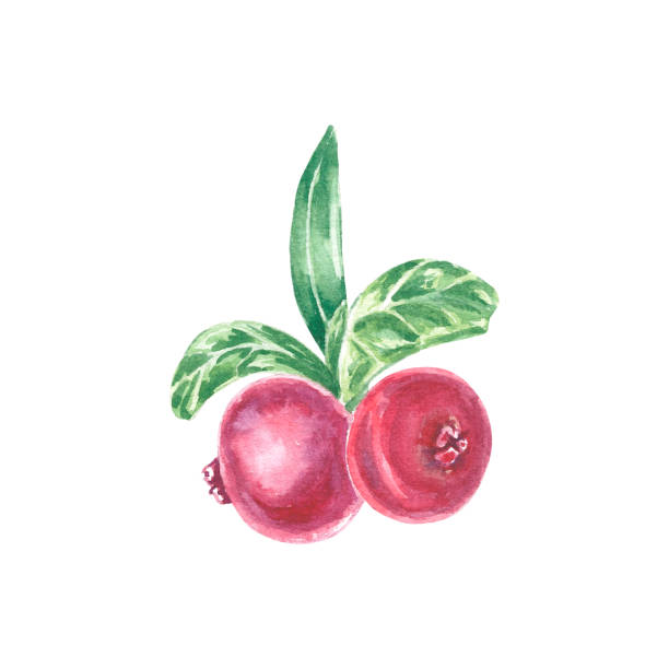 ilustrações, clipart, desenhos animados e ícones de aquarela cranberry, conberry lingonberry com folhas ilustração isolada no fundo branco. fruta de outono para logotipo, cardápio, cartaz, estampa. arte para design. alimentação saudável - healthy eating summer berry branch