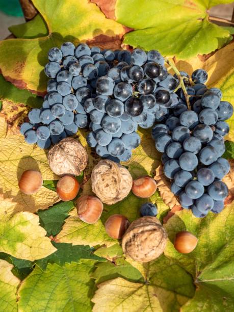 istock grapes, nuts and acorns sitting on a tree 1719362810