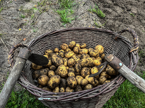 A wicker basket full of potatoes dug traditionally with a digger and a hoe in the home garden.