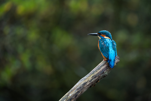 Kingfisher perching on a branch
