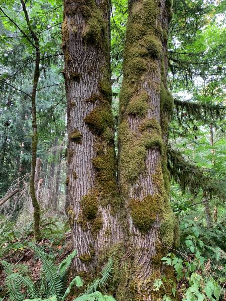 istock Hiking Trail at Little Si, Mount Si, Seattle, Washington 1719423226