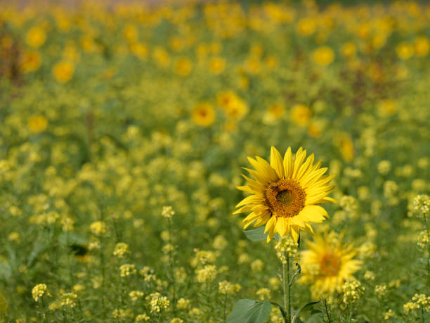 Sunflower in a field and meadow